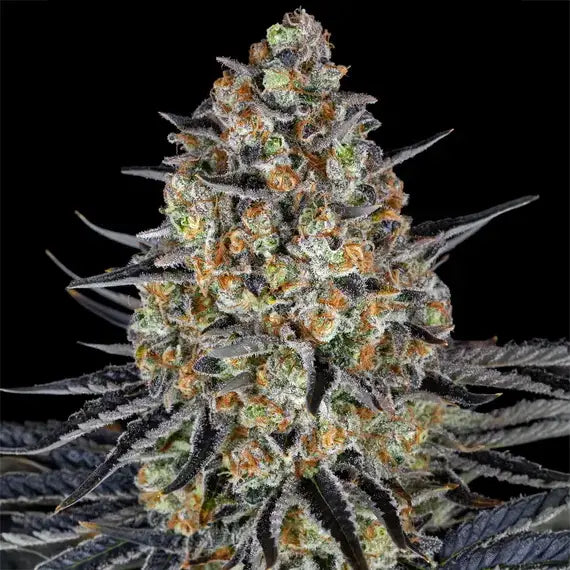 LSD