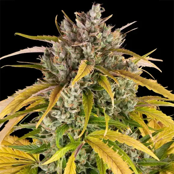 LSD Auto von Barney's Farm