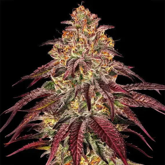 Mimosa x Orange Punch Auto