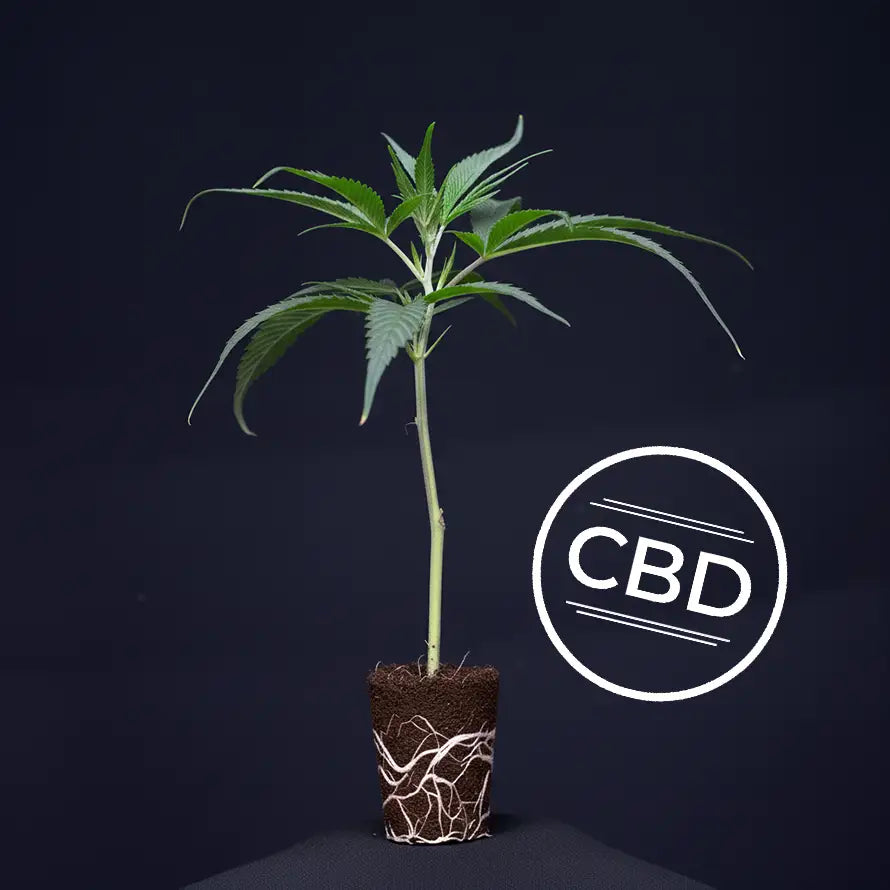 Orangello