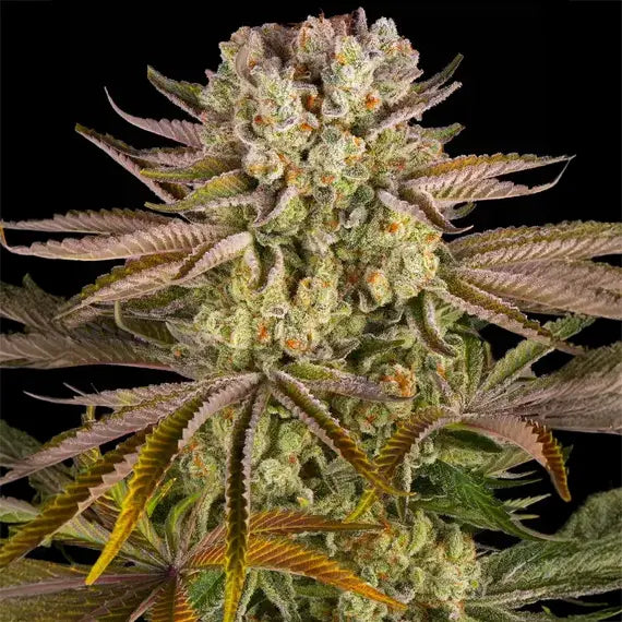 Pineapple Express