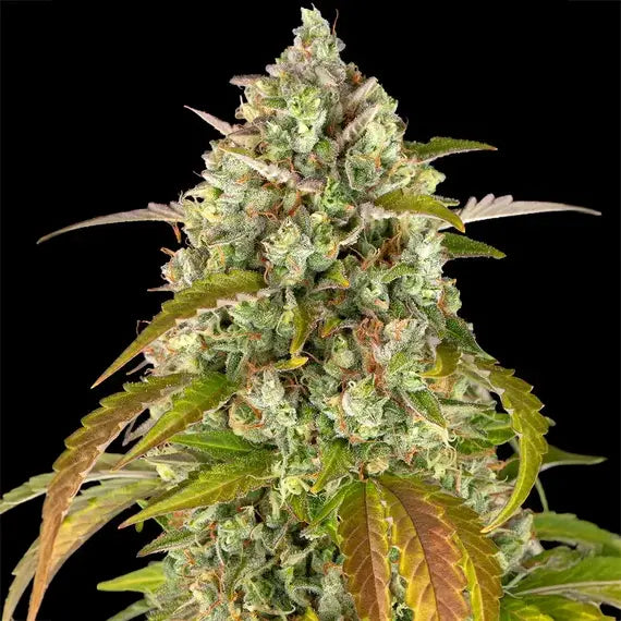 Pineapple Express Auto von Barney's Farm 