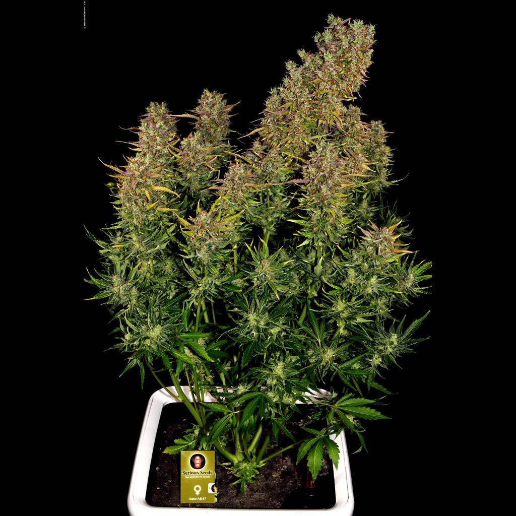 AK-47 Auto