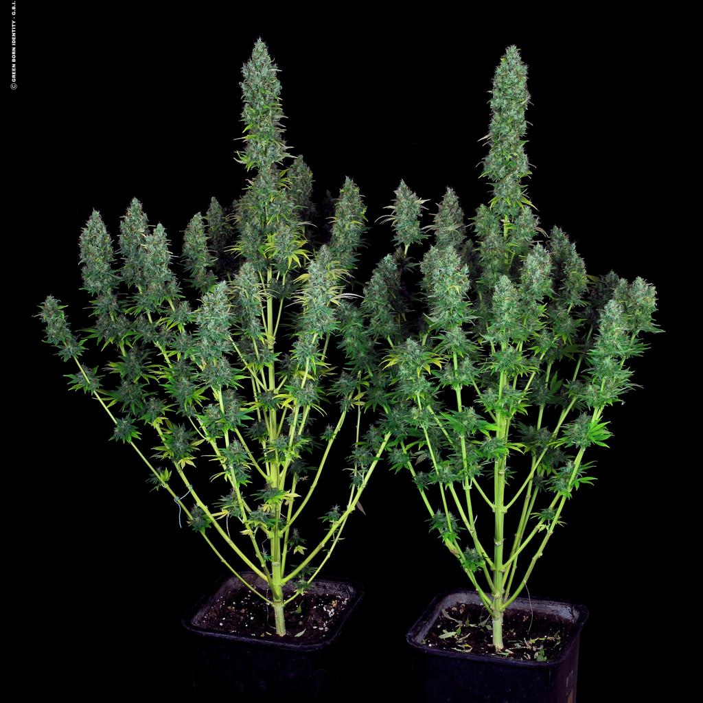 Serious Happiness