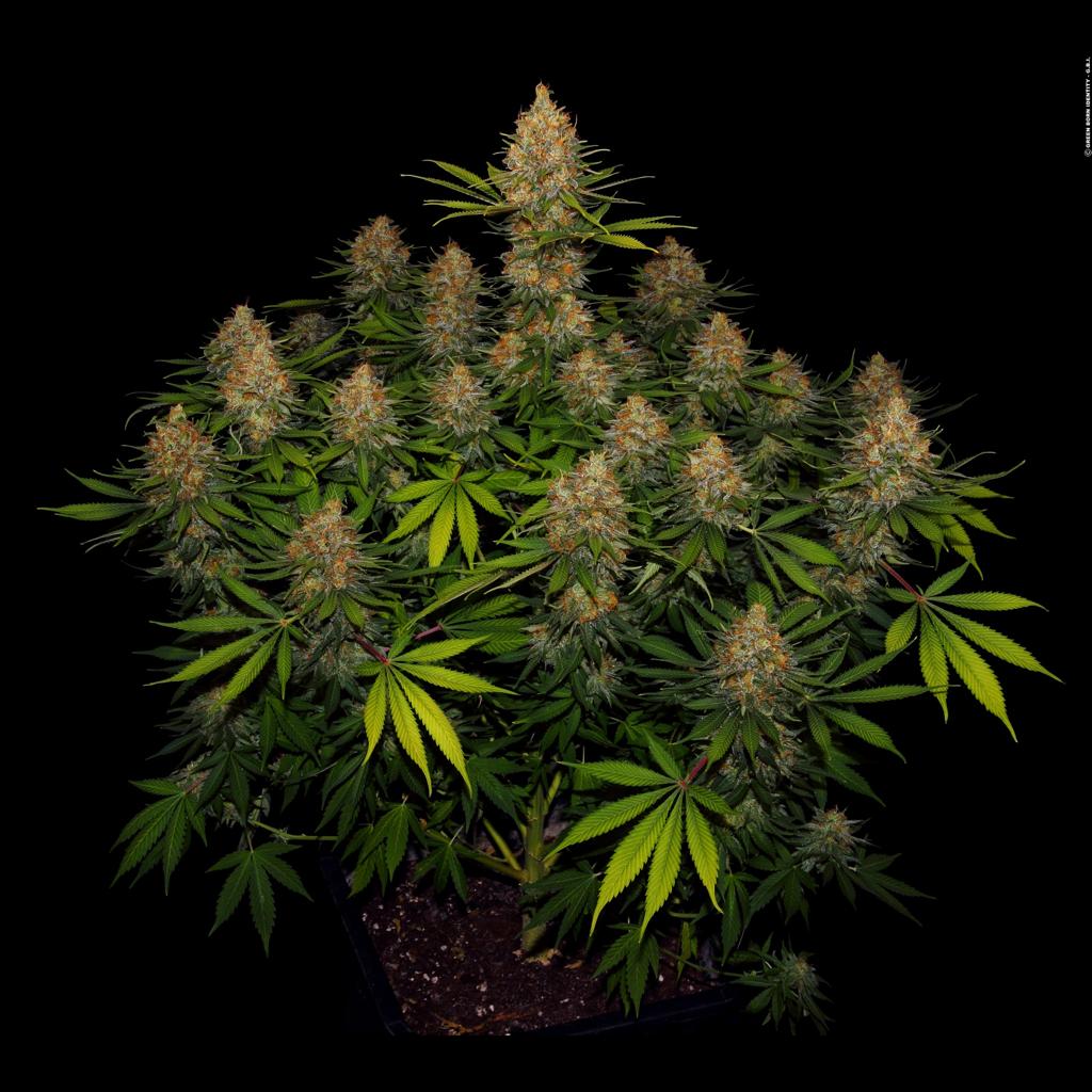 Strawberry AK