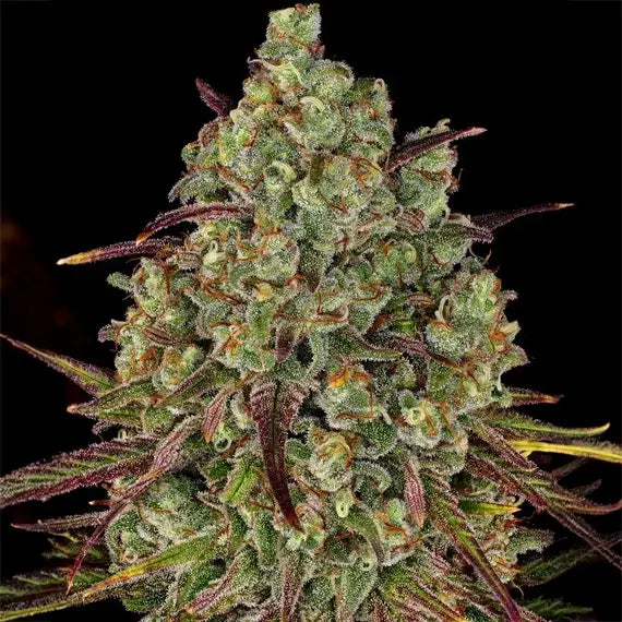 Tangerine Dream