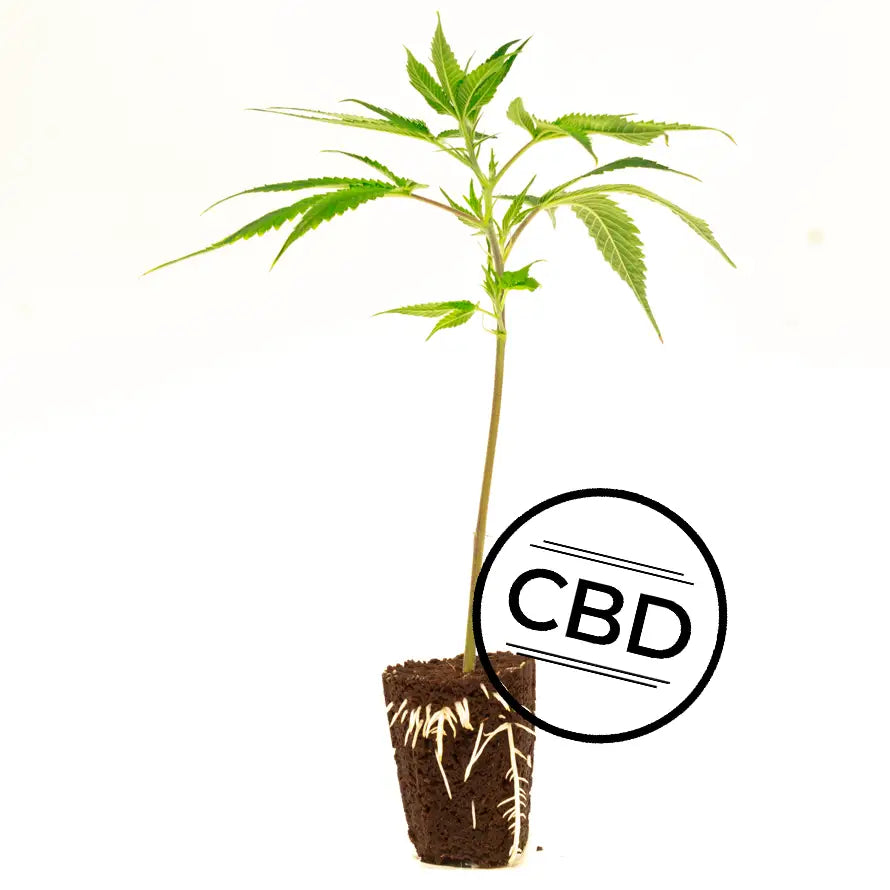 White Shark Zkittles (CBD)