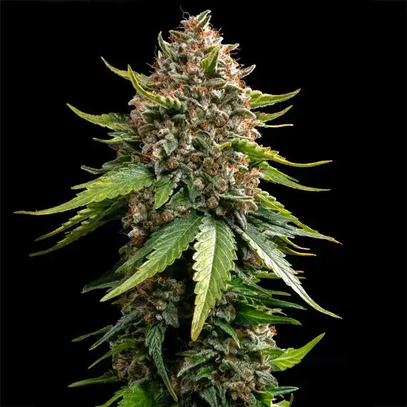 White Widow XXL Auto